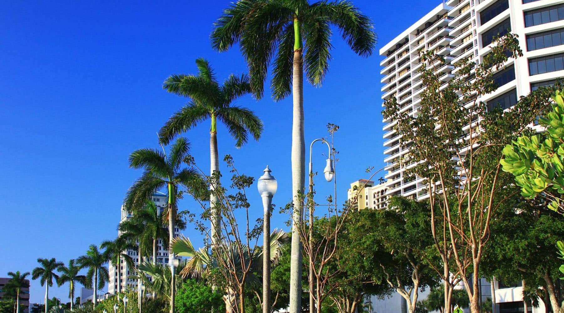 A tree-lined street in West Palm Beach, Florida featuring tall royal palm trees, decorative lamp posts, and modern high-rise buildings against a vivid blue sky.